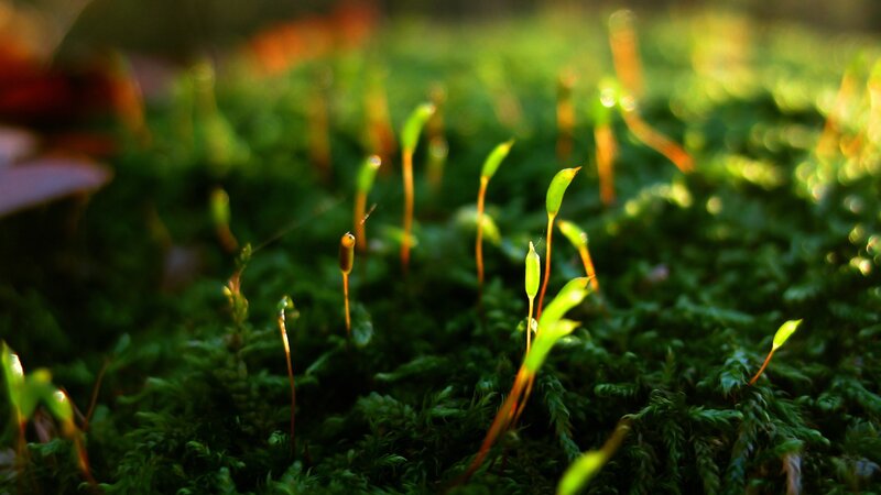Moss with sporophytes in sunlight