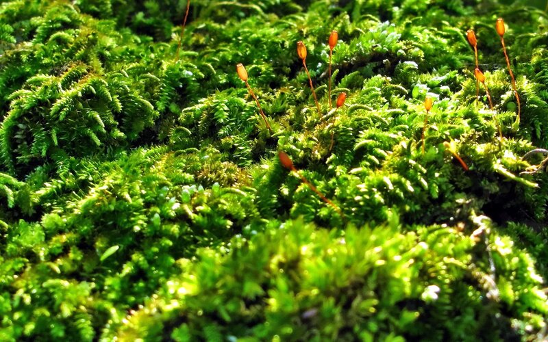 Moss with sporophytes in sunlight