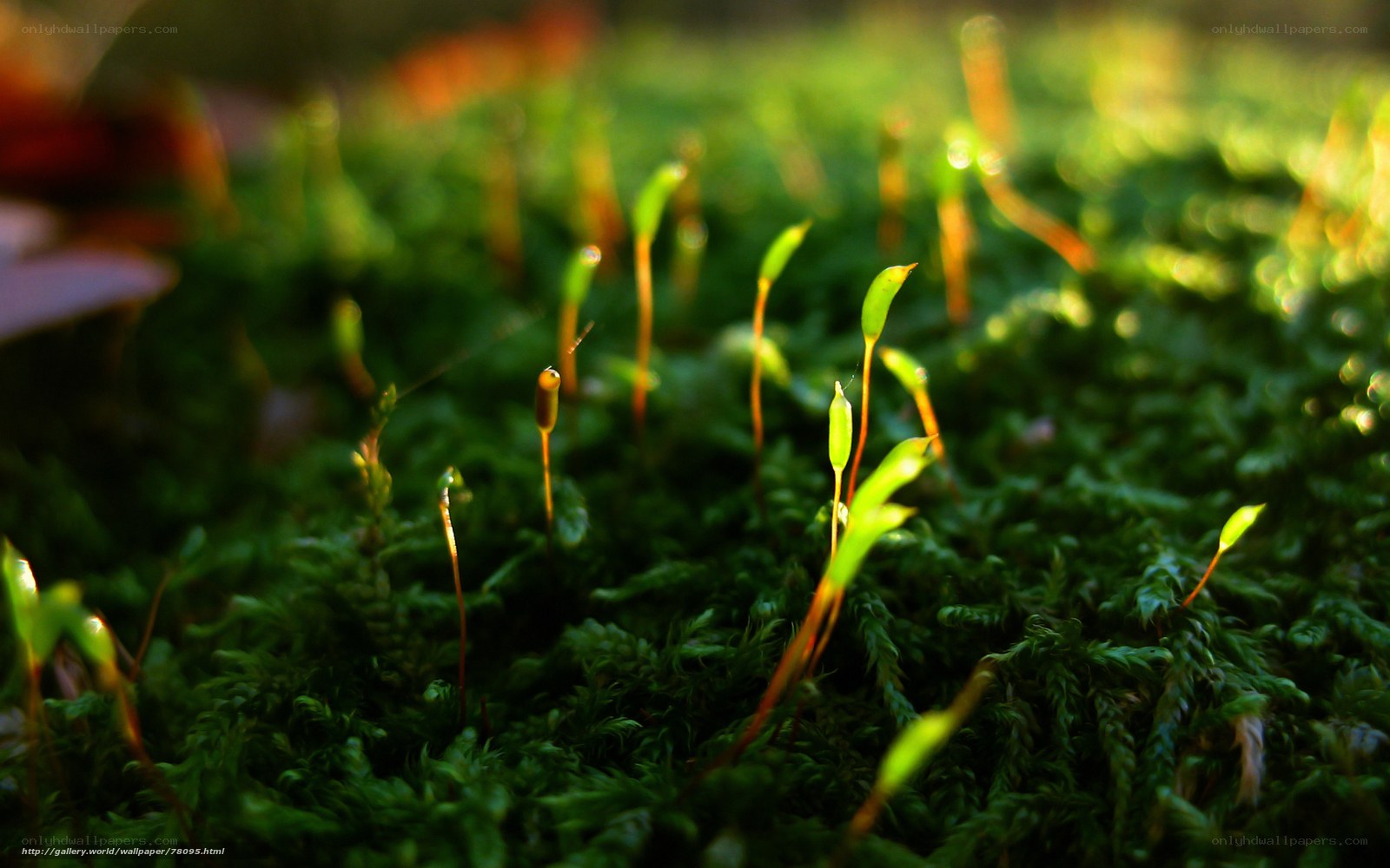 Moss with sporophytes in sunlight