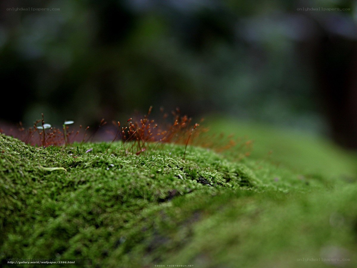 moss with sporophytes