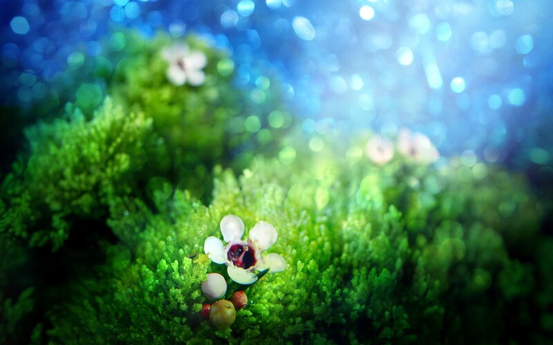 Moss with tiny white flowers