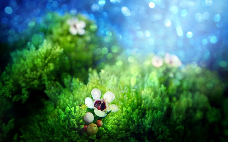 Moss with tiny white flowers