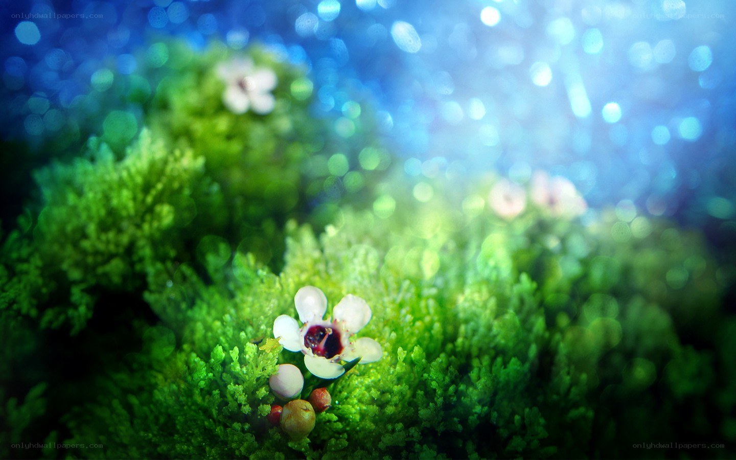 Moss with tiny white flowers