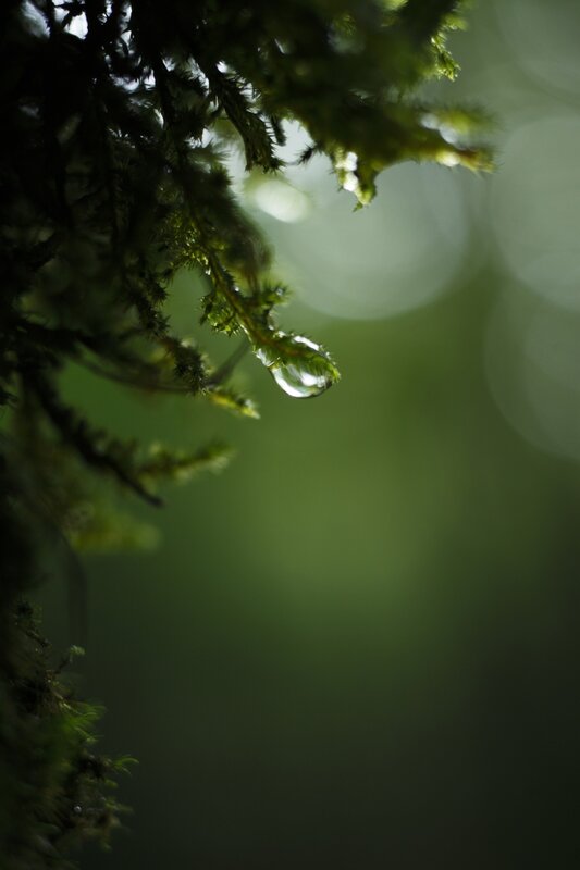 Moss with Water Droplet — Green