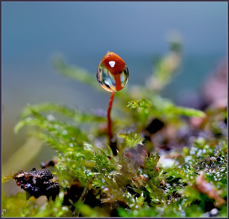 Moss with Water Droplet