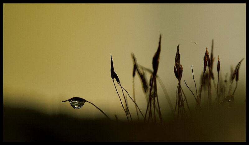 Moss with Water Droplet — Yellow