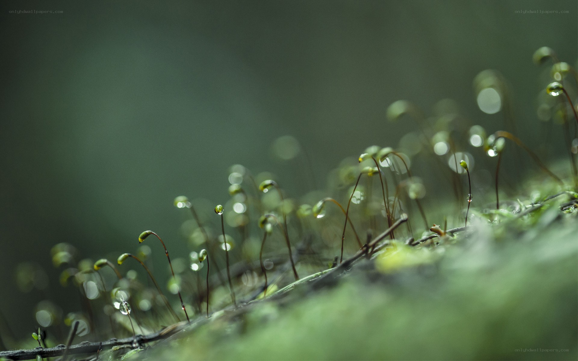 Moss with water droplets
