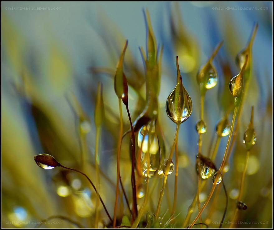 Moss with water droplets