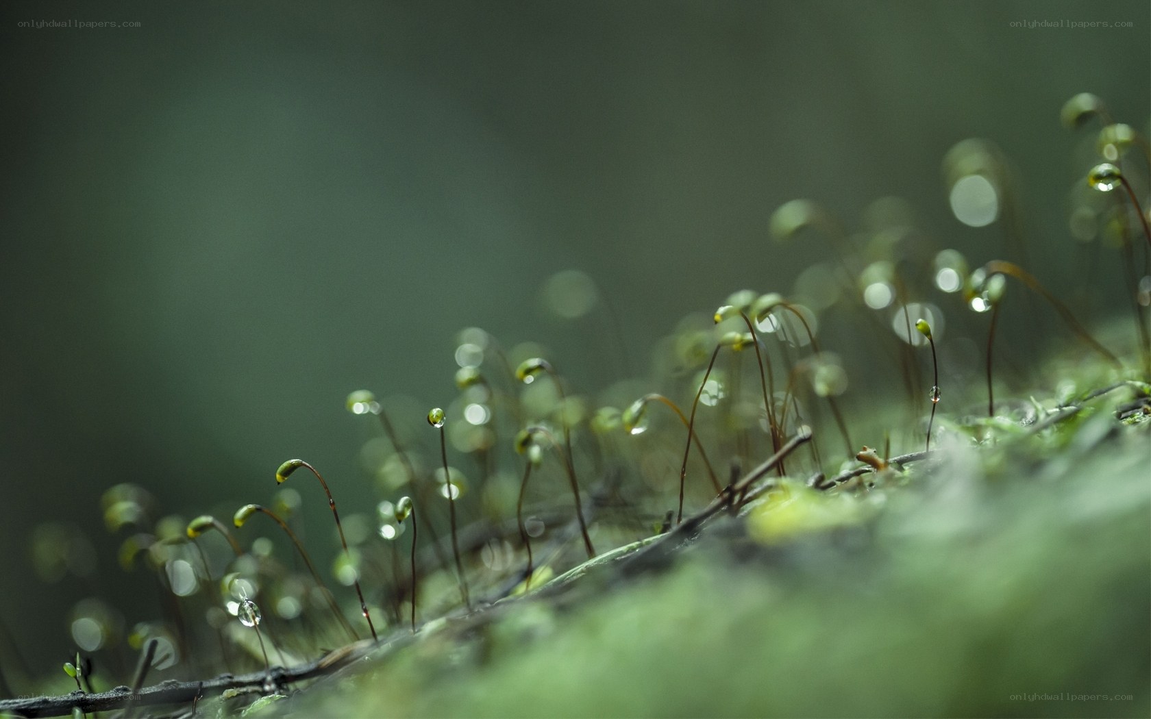 Moss with water droplets