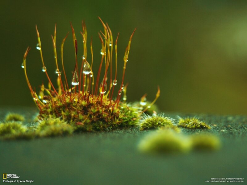 Moss with water droplets