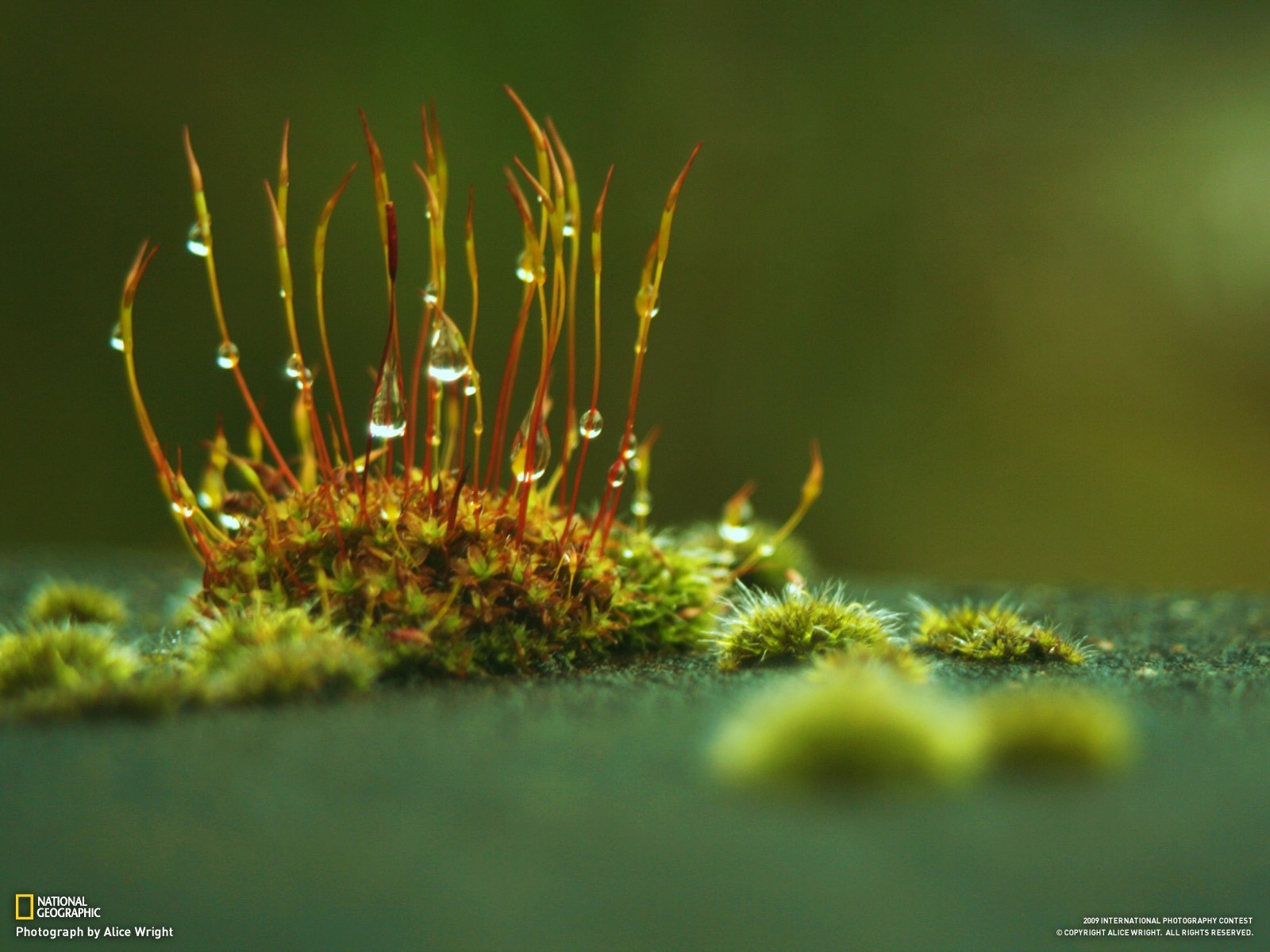Moss with water droplets