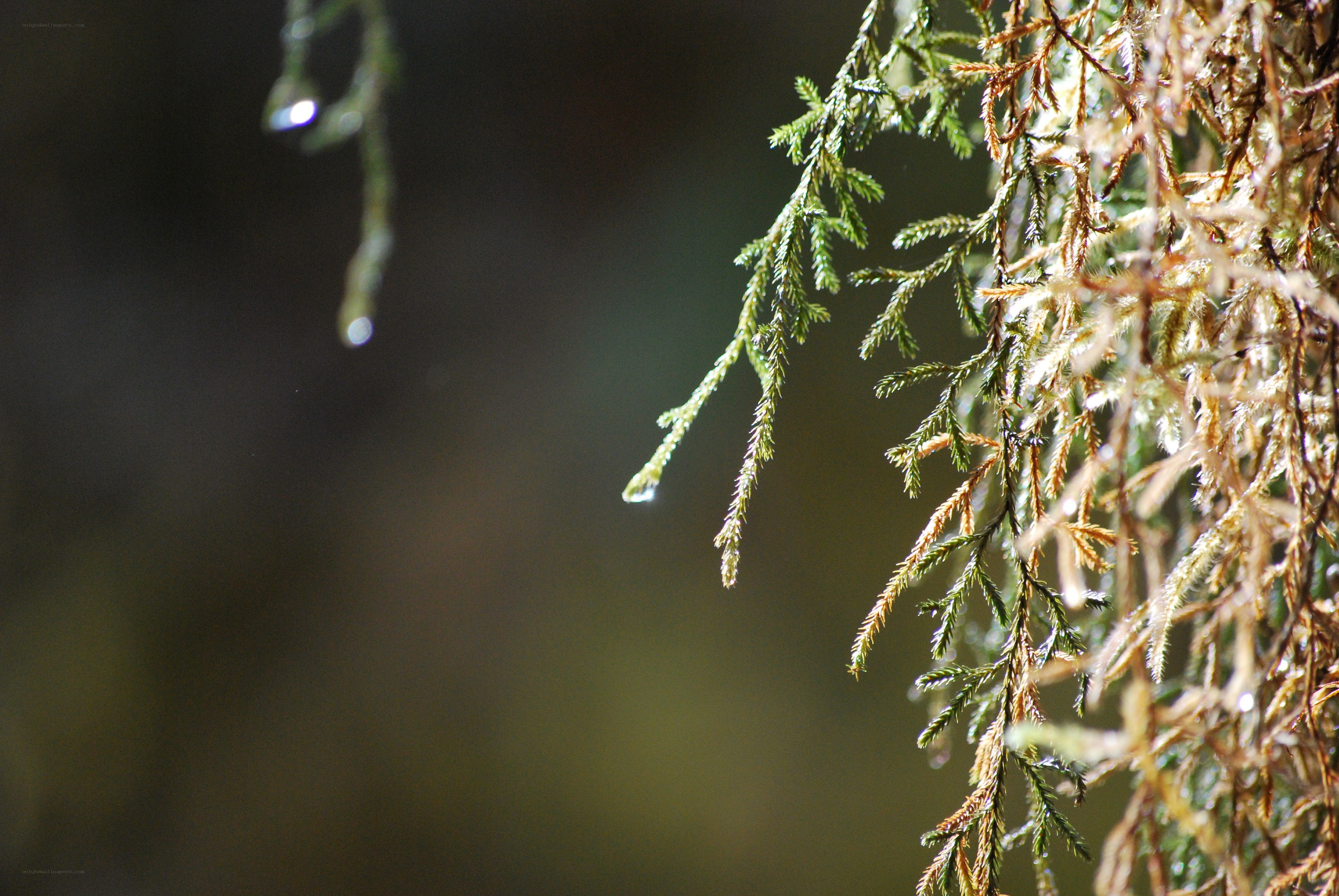 Moss with water droplets