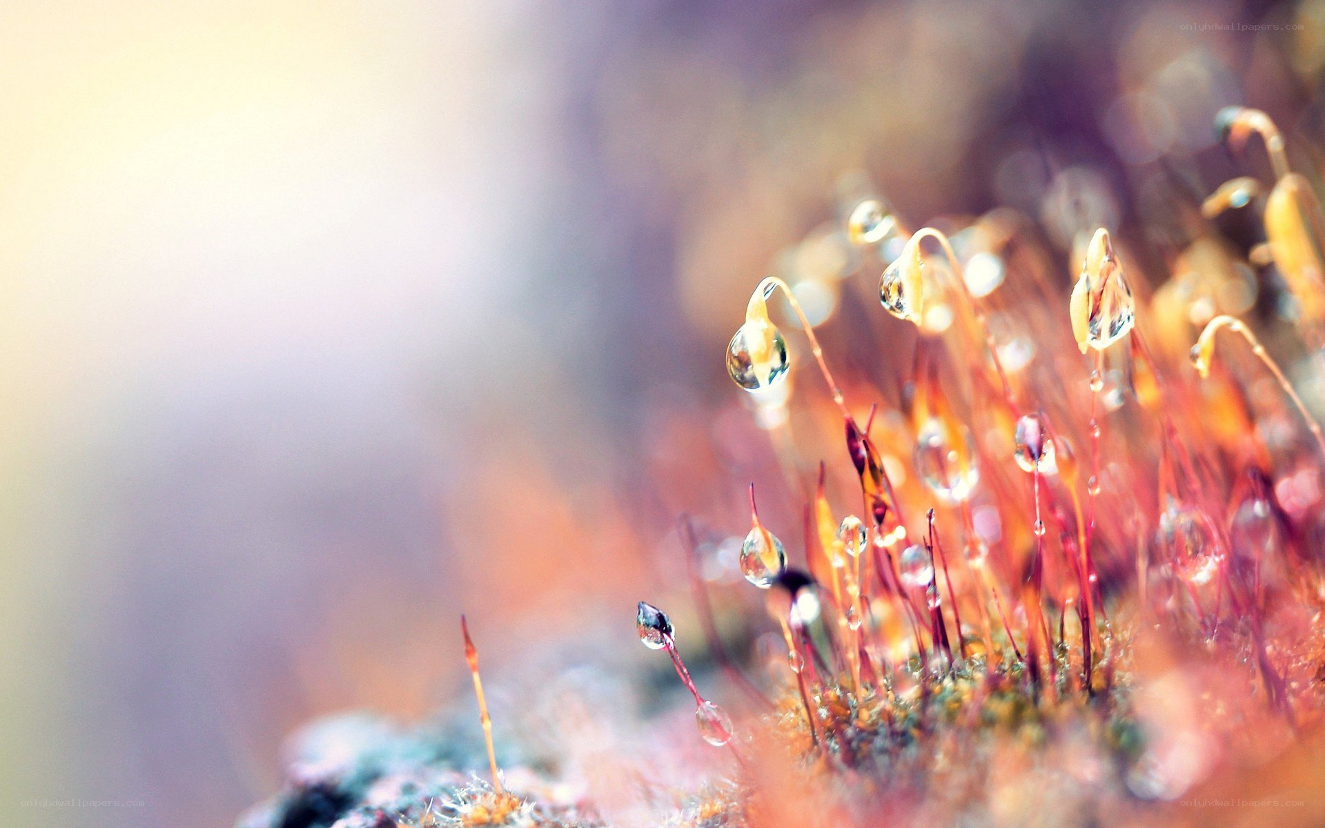 moss with water droplets