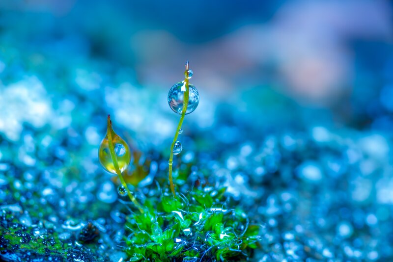 Moss with Water Droplets — Blue