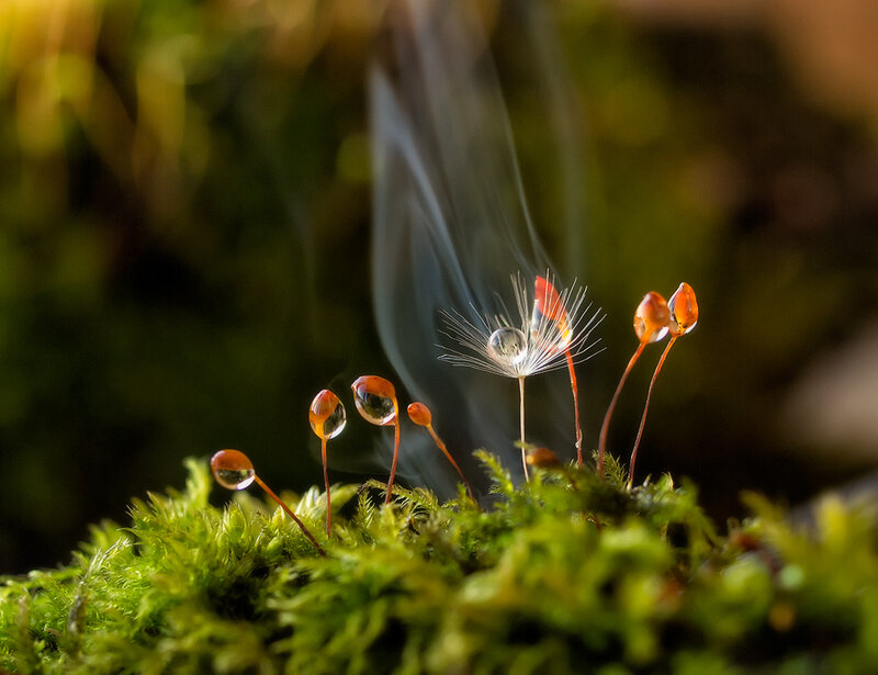 Moss with Water Droplets — Green, Serene, Morning, Photograph, Dandelion Seed