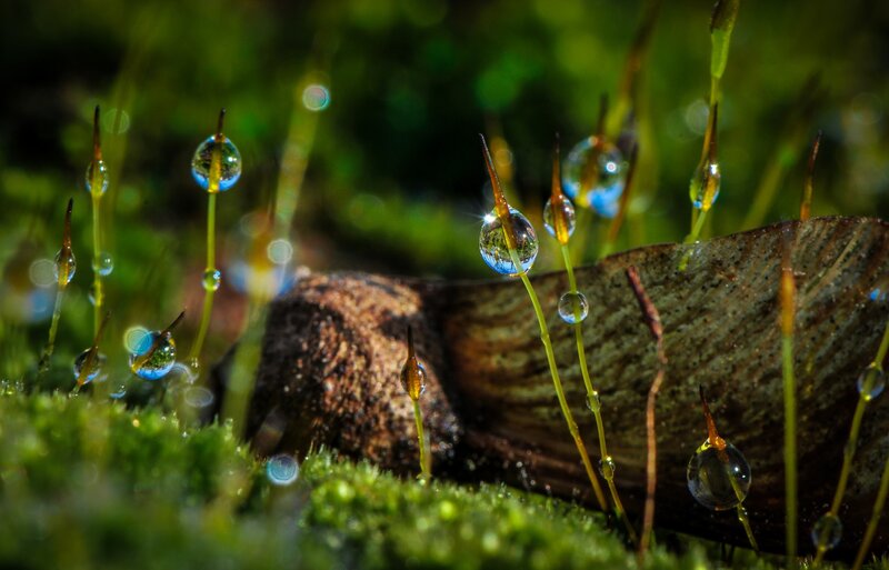 Moss with Water Droplets — Green, Serene, Morning, Photograph, Dewdrops