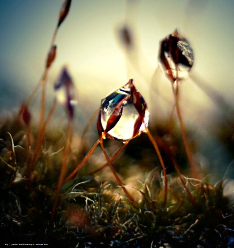 Moss with Water Droplets — Green, Serene, Morning, Photograph, Droplet