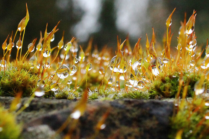 Moss with Water Droplets — Green, Serene, Morning, Photograph