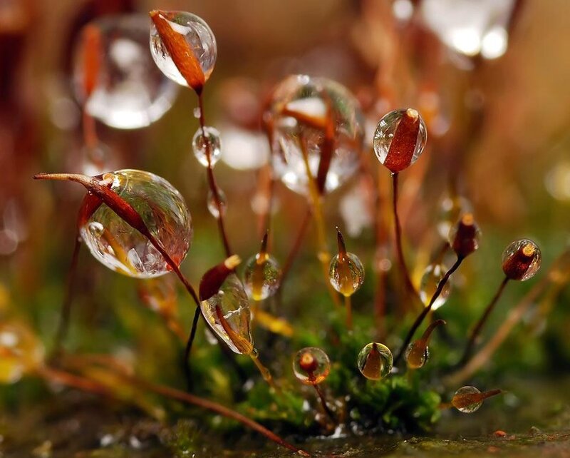 Moss with Water Droplets — Green, Serene, Morning