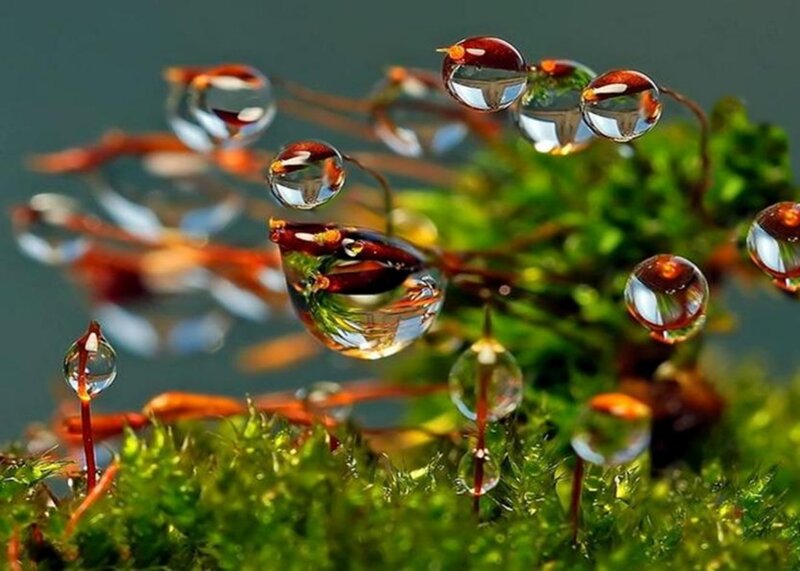 Moss with Water Droplets — Green, Serene, Photograph, Stems