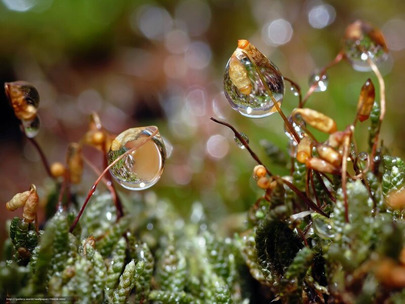 Moss with Water Droplets — Green, Serene, Photograph