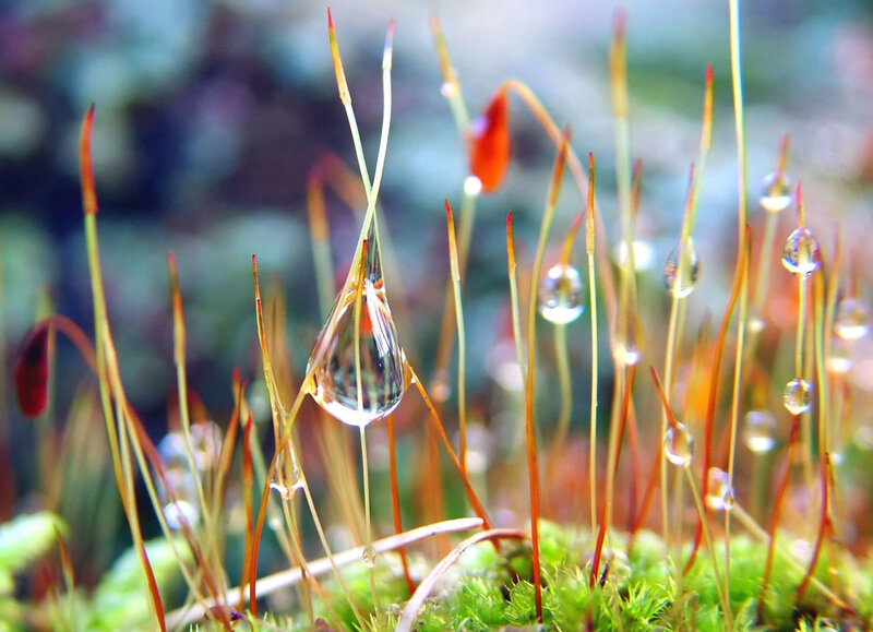 Moss with Water Droplets — Green, Serene, Photograph, Water Droplet