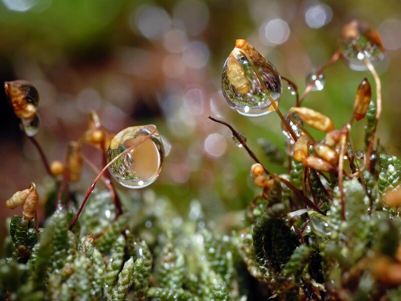 Moss with Water Droplets — Green, Serene, Photograph, Water Droplets