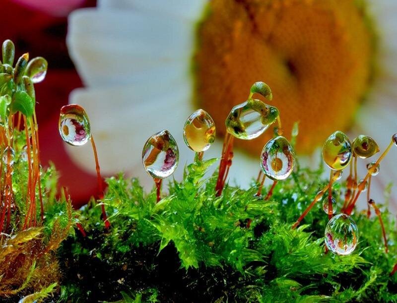 Moss with Water Droplets — Green, Serene