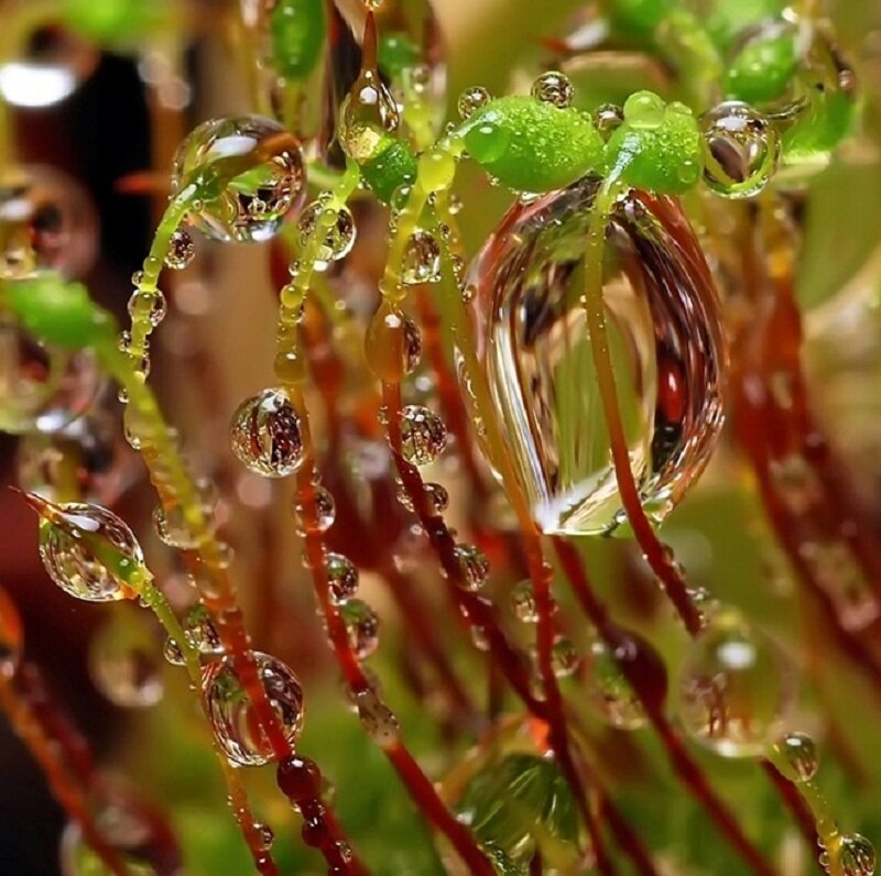 Moss with Water Droplets — Green