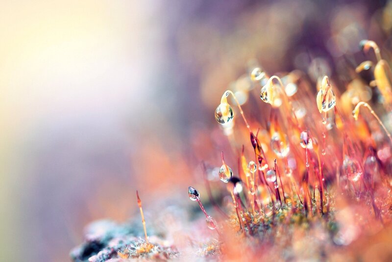 Moss with Water Droplets — Red