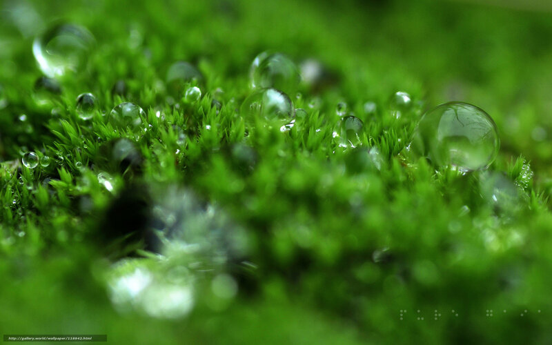 Moss with water droplets