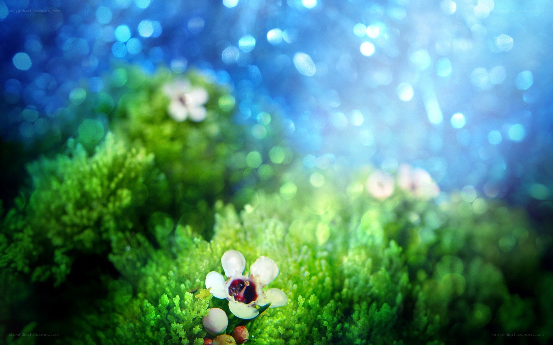 Moss with white flowers
