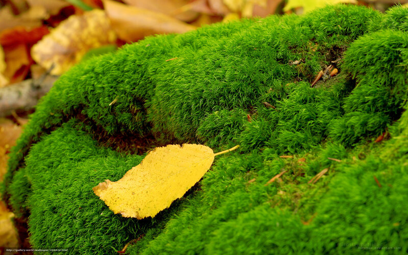 moss with yellow leaf