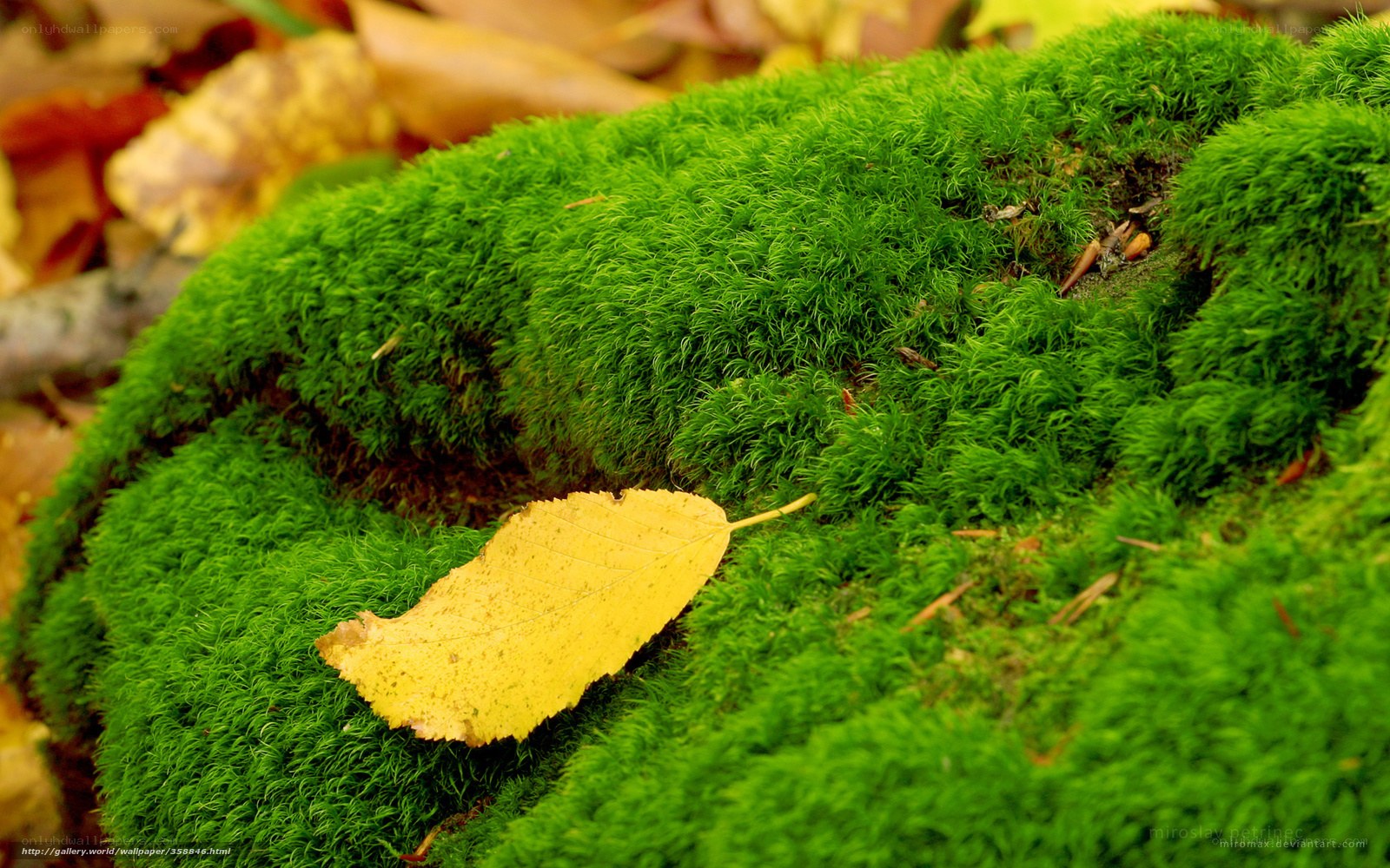 moss with yellow leaf