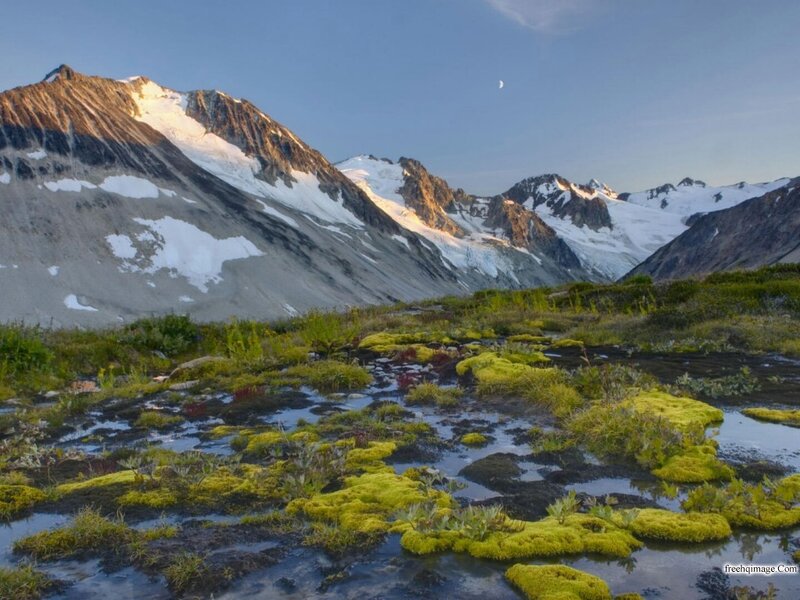 Mossy Alpine Wetland