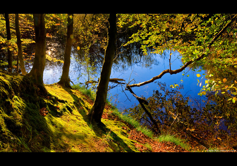 Mossy Bank by Lake