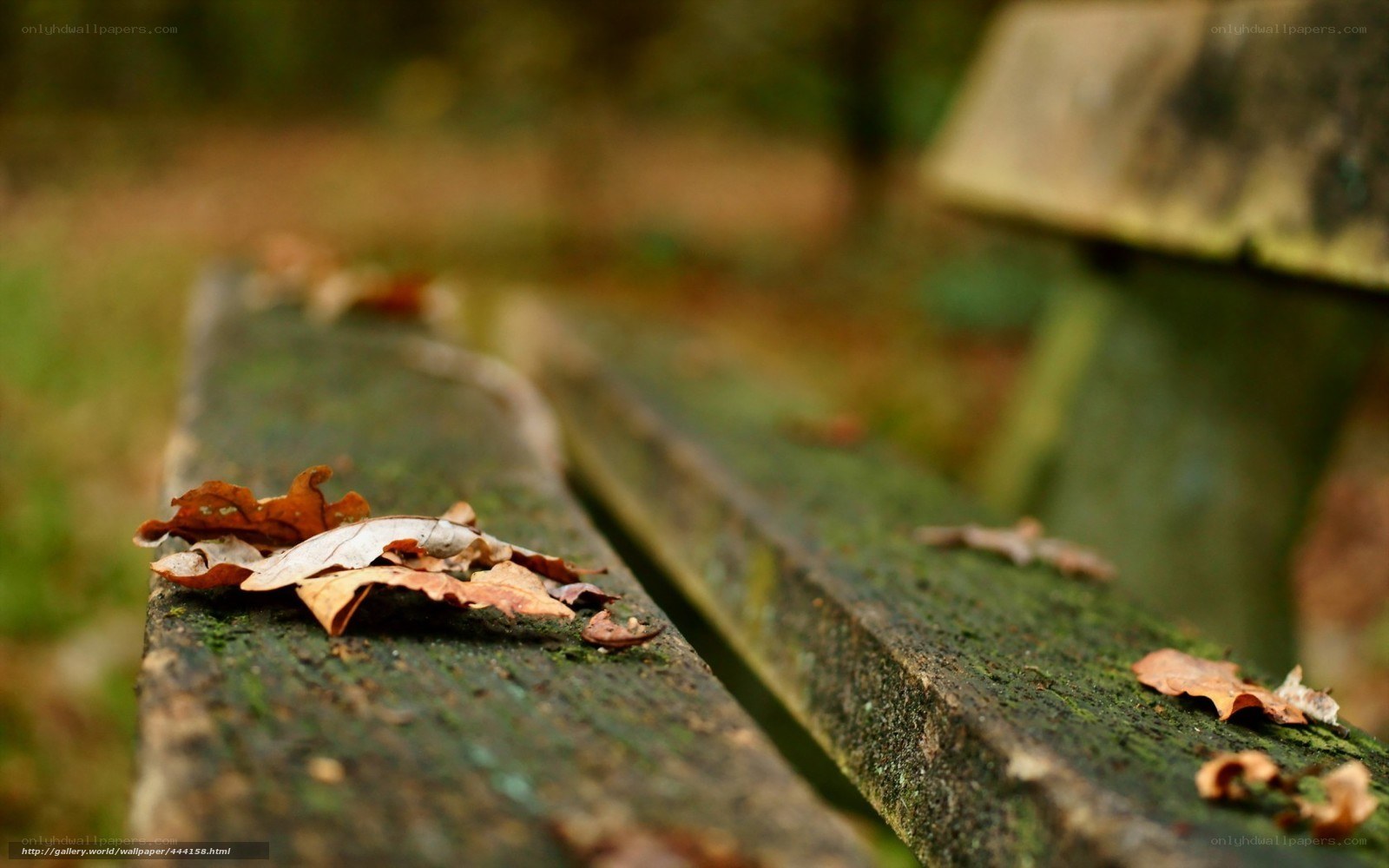 mossy bench with autumn leaves