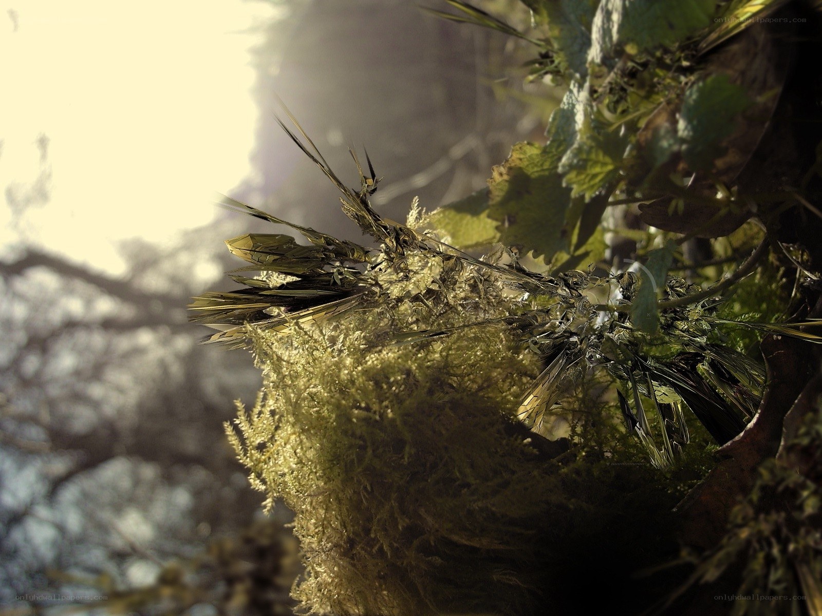 mossy branch in sunlight