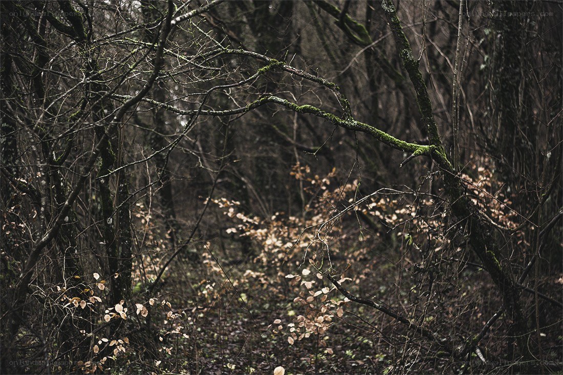 Mossy branches in a dark forest