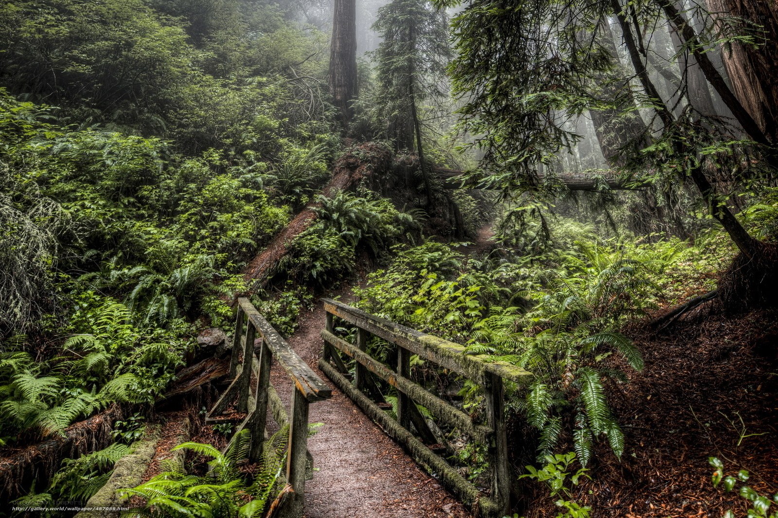 Mossy bridge in a misty forest
