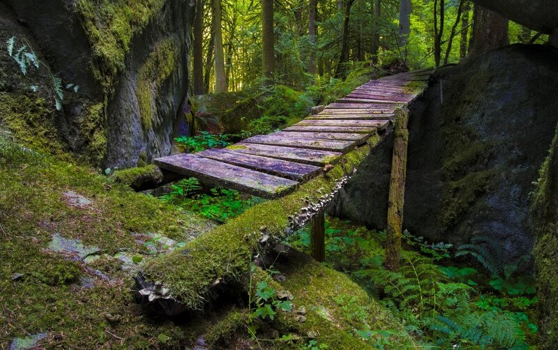 Mossy bridge in forest