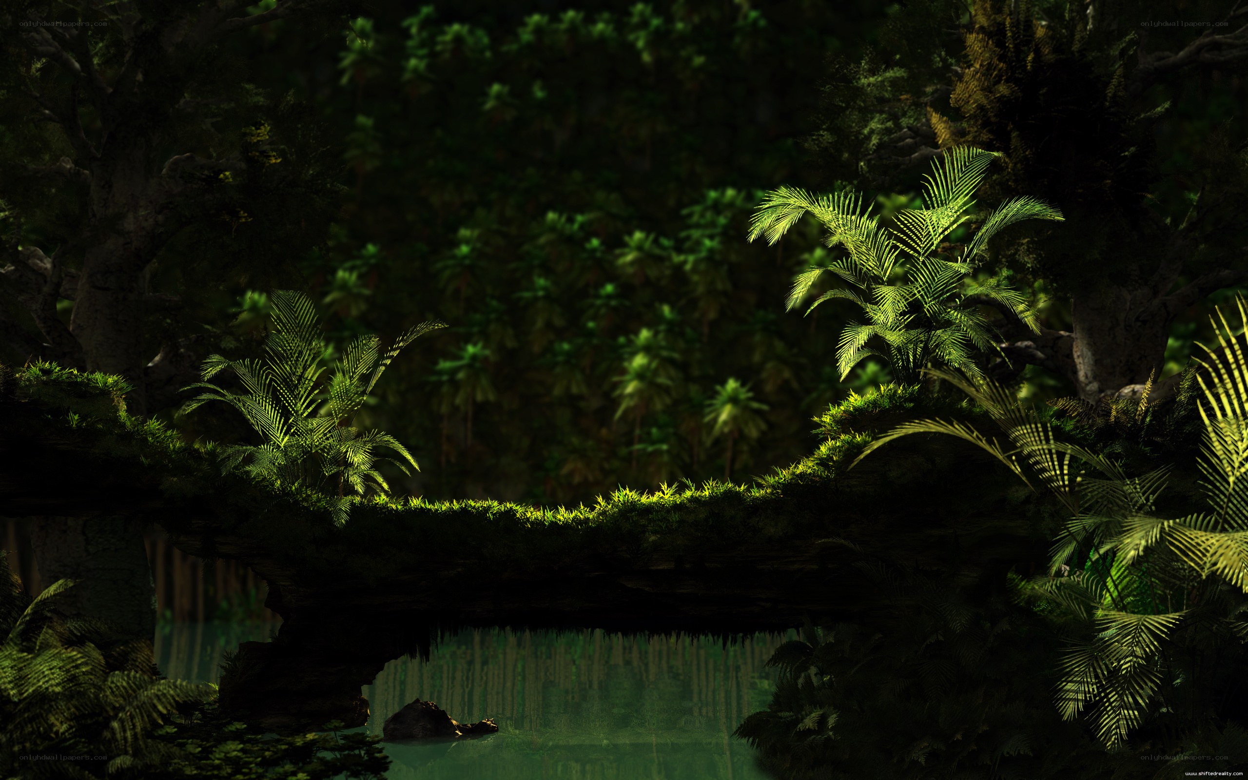 Mossy bridge in jungle