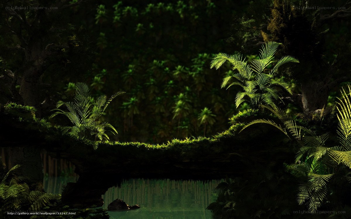 Mossy bridge in jungle