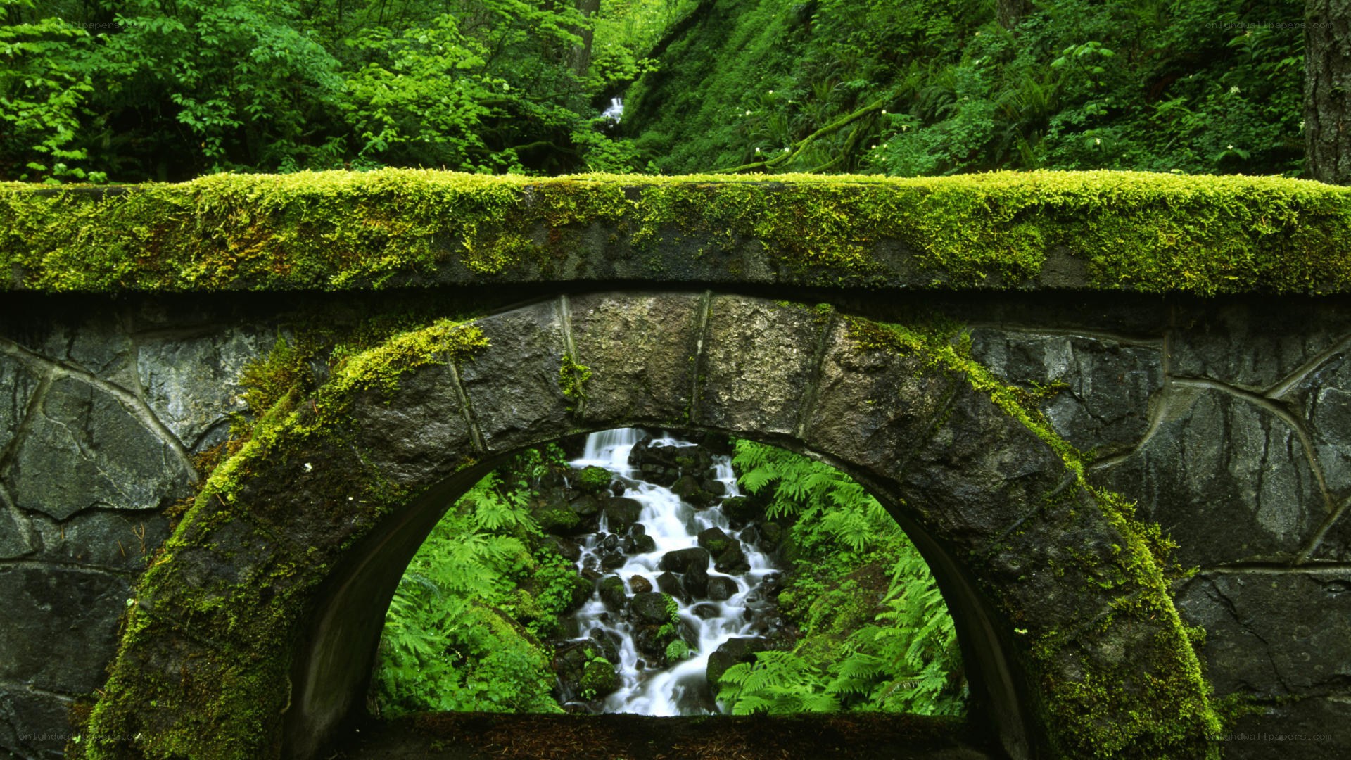 Mossy bridge over forest stream