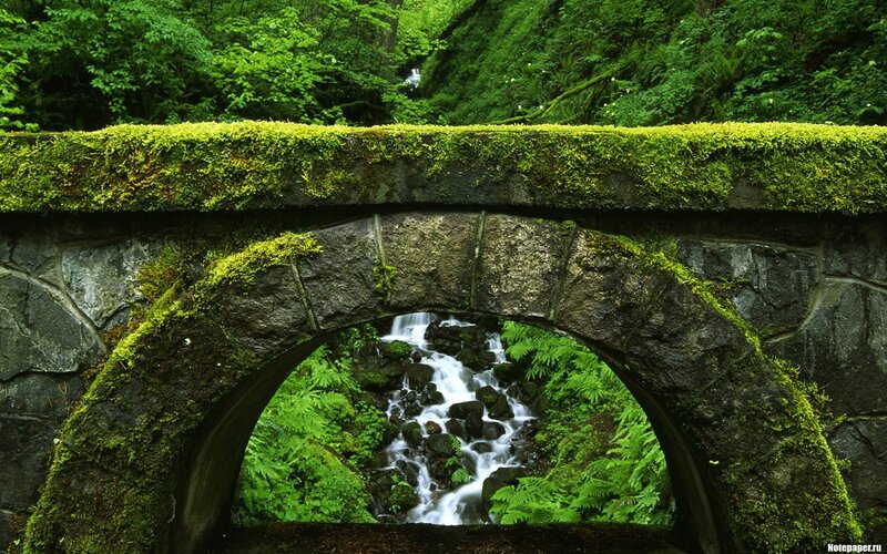 Mossy bridge over forest stream