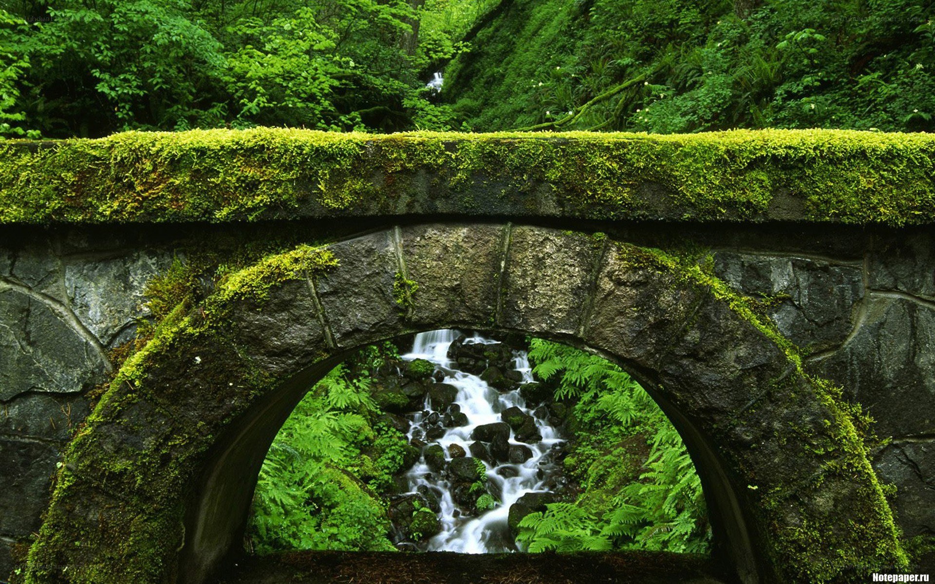 Mossy bridge over forest stream