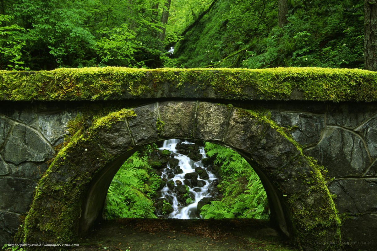 Mossy bridge over forest stream