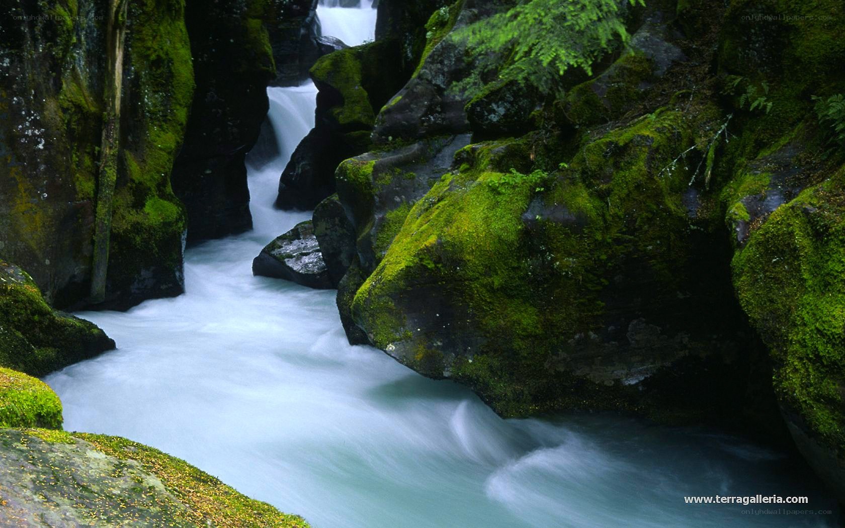 Mossy canyon stream