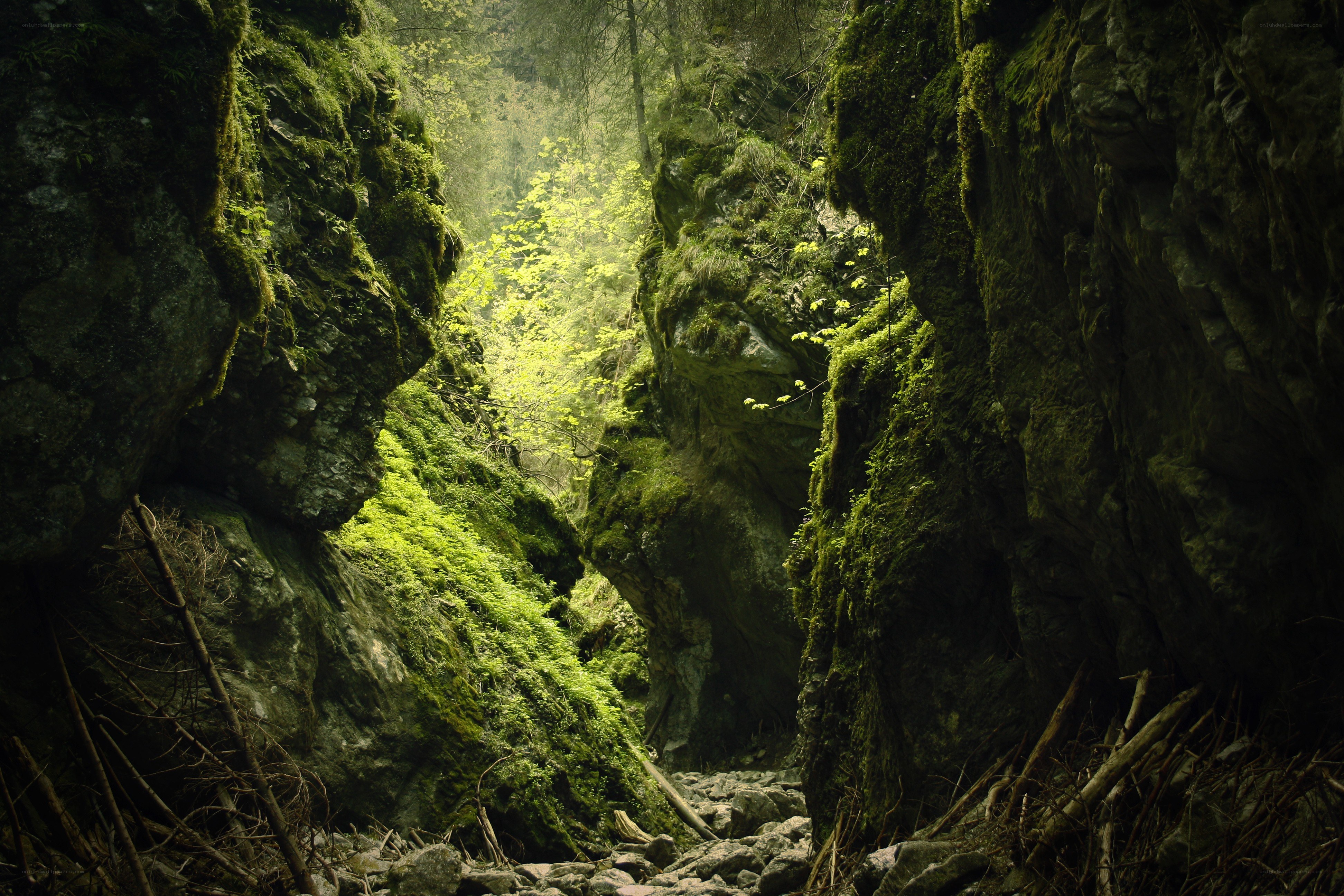 Mossy canyon with sunlight