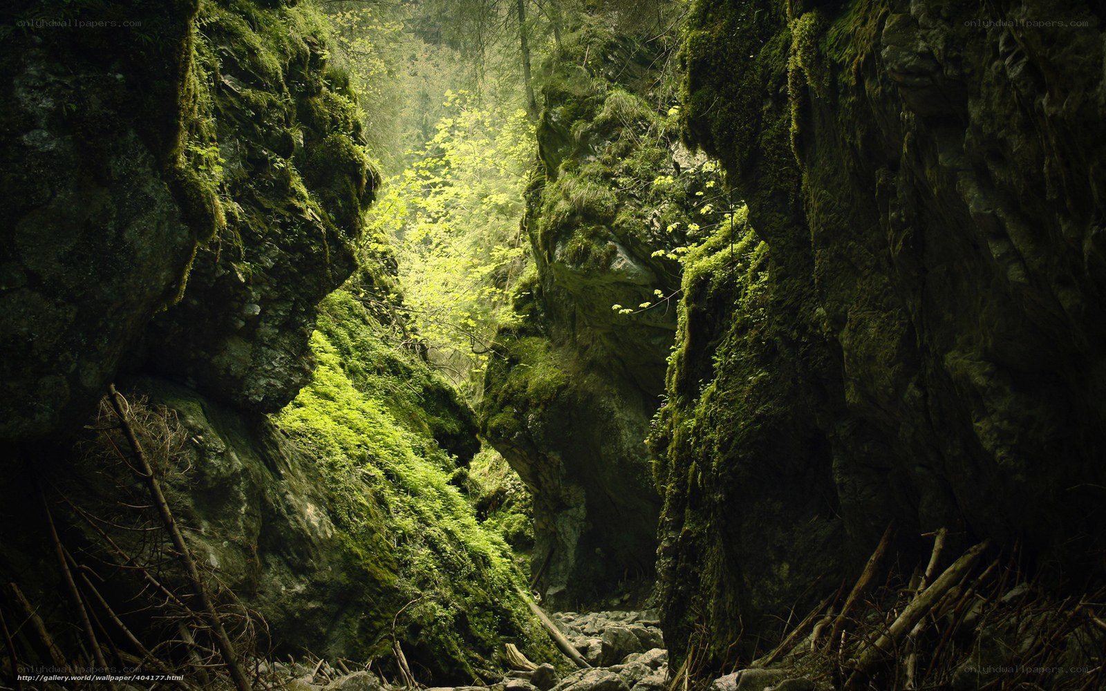 Mossy canyon with sunlight